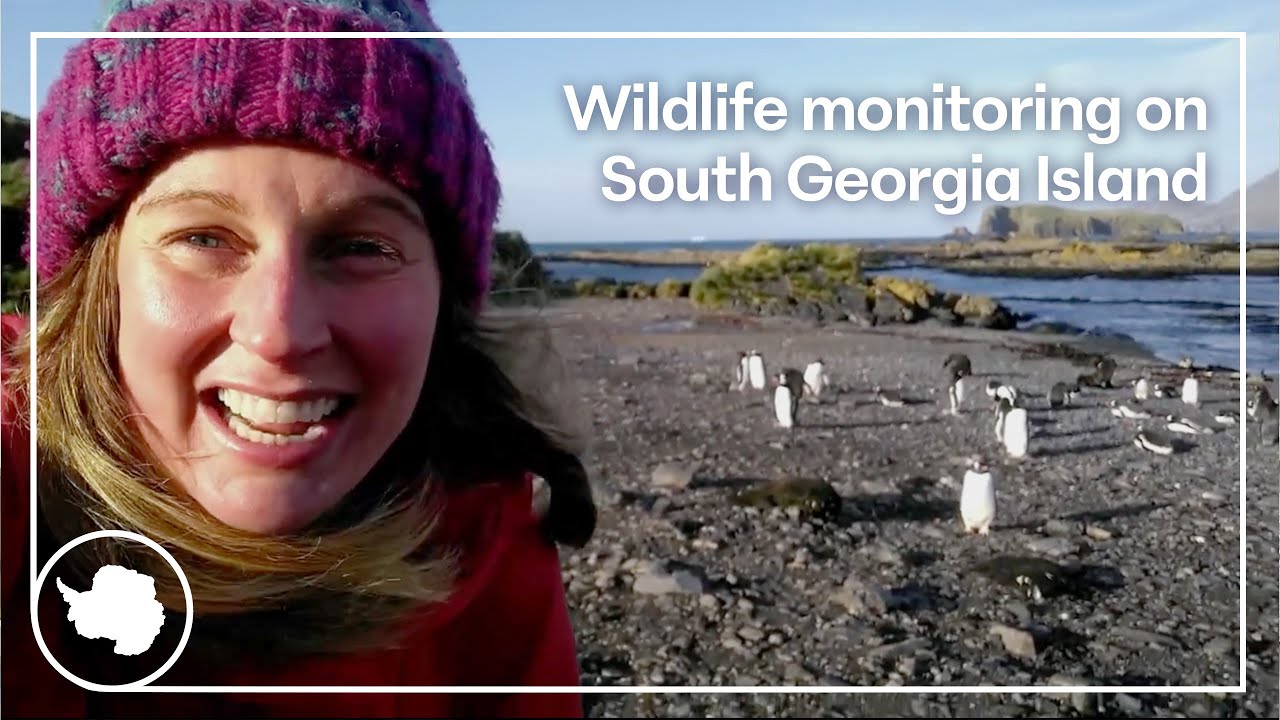 Wildlife monitoring on South Georgia | Kate Owen, Antarctic biologist | British Antarctic Survey