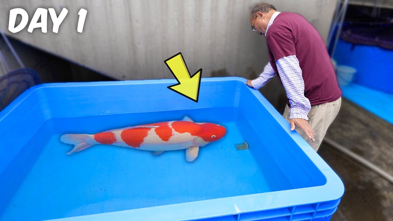 Japan Koi Trip 2023 #1 NND Koi Farm!