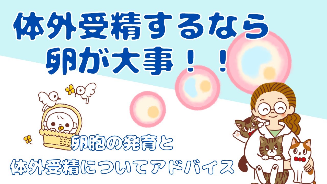 Zoom02&minus;8 卵胞の発育と体外受精のアドバイス