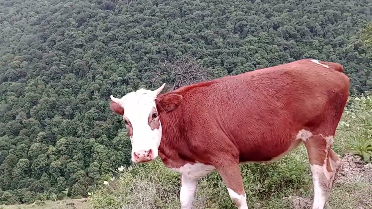 yamaç köyü yukarı köy değirmen yolu