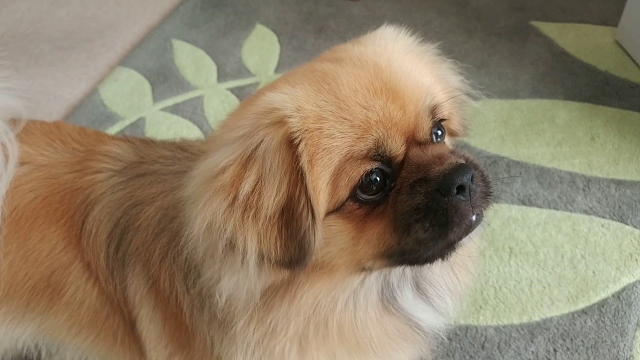 Finlay the Tibetan Spaniel and the balloon