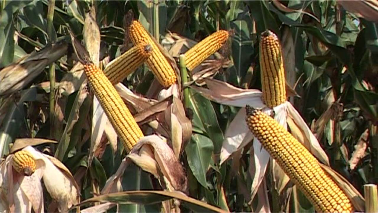 NS OGLED KUKURUZA KOD ZIZAKOVIH U ZMAJEVU