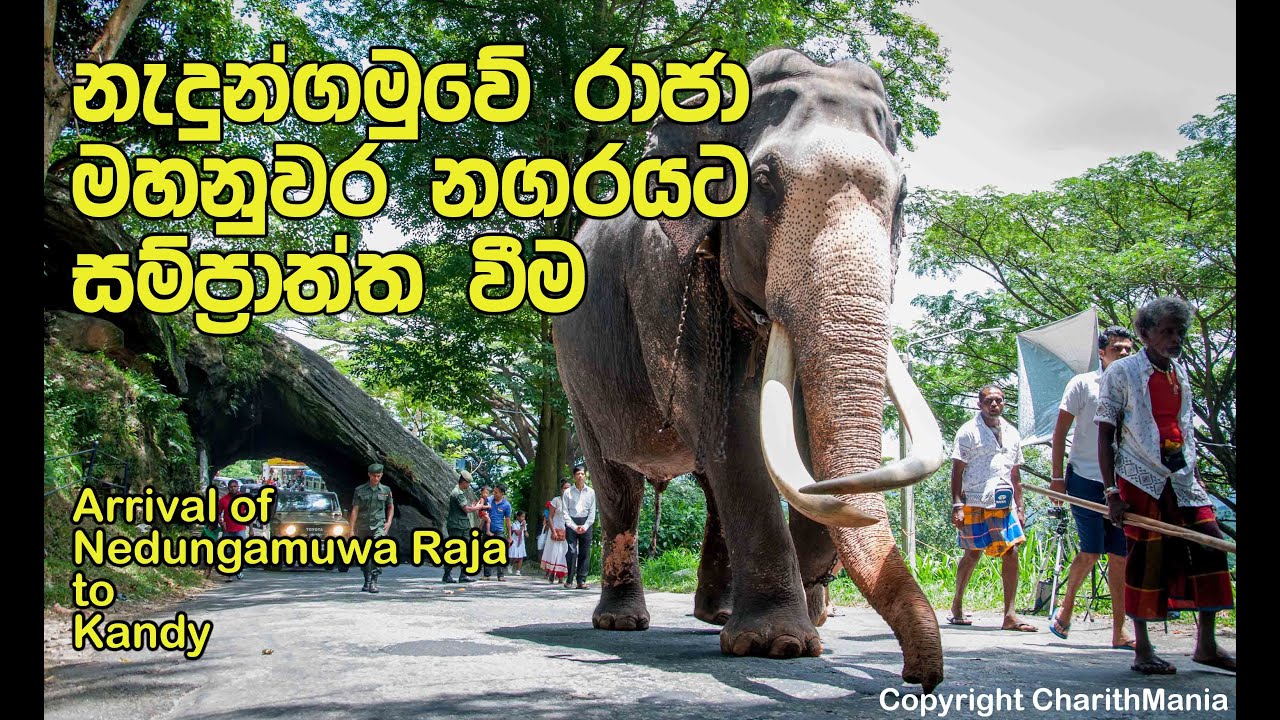නැඳුන්ගමුව රාජා හස්තියා  - The arrival of Great Tusker Nedungamuwa Raja to Kandy Perahera 2016