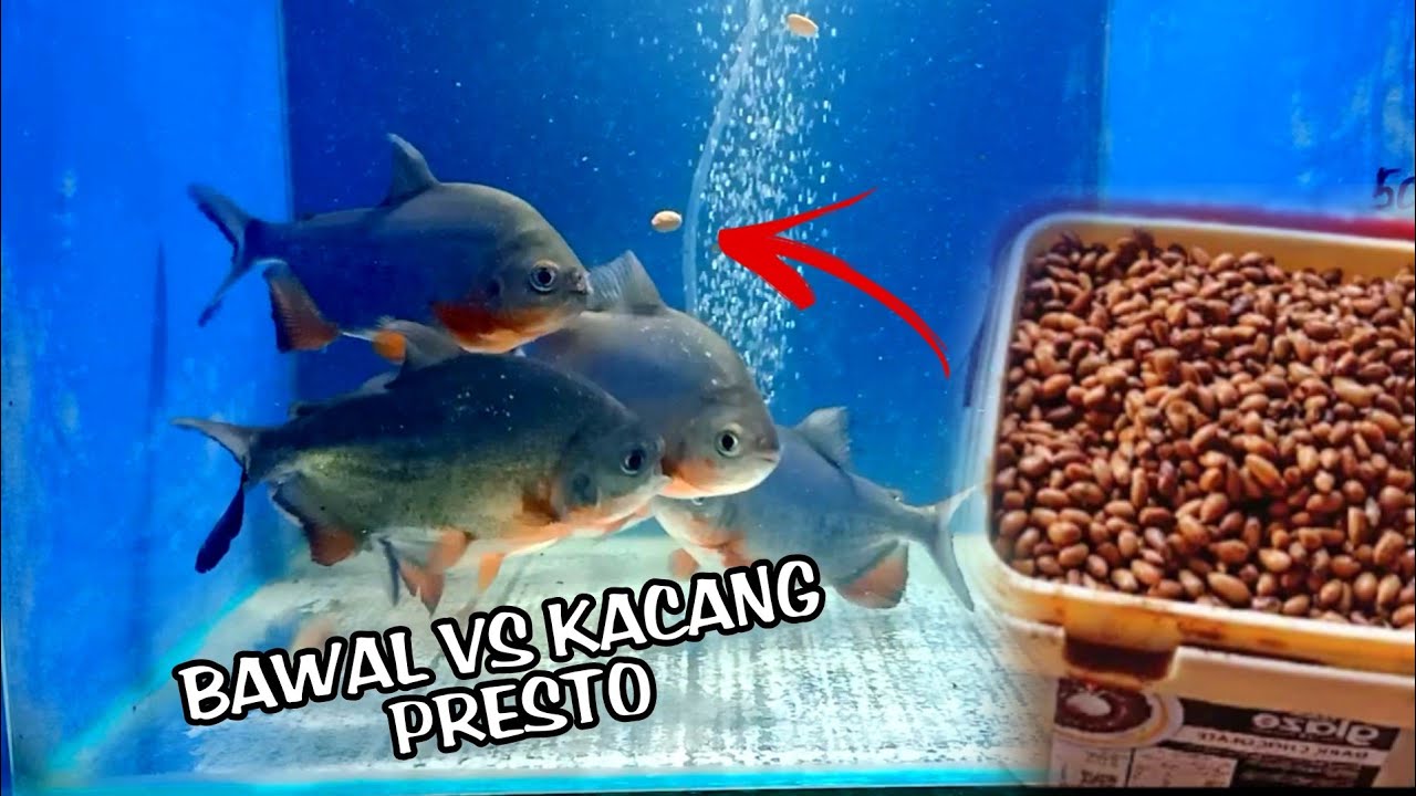 BAWAL VS KACANG PRESTO
