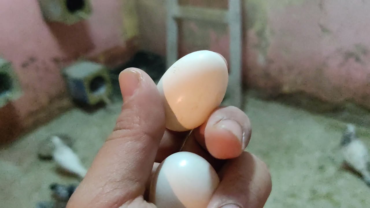 لية بيض الحمام بيطلع فاضى والعلاج