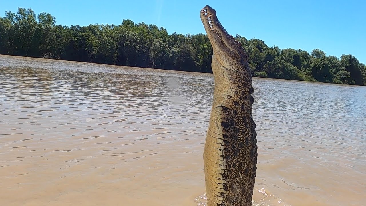 CROCODILE FEEDING TOUR (The original Adelaide river queen jumping croc tours)