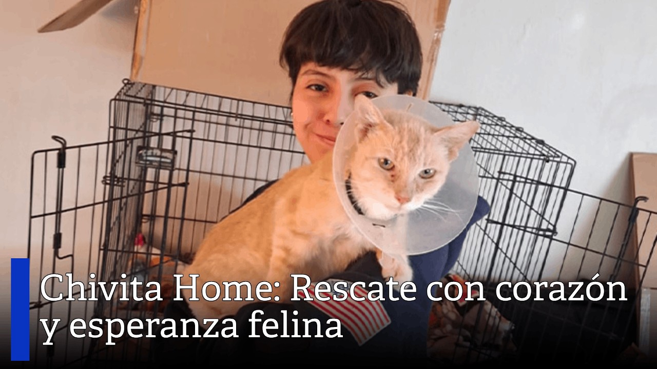 Chivita Home: Rescate con corazón y esperanza felina