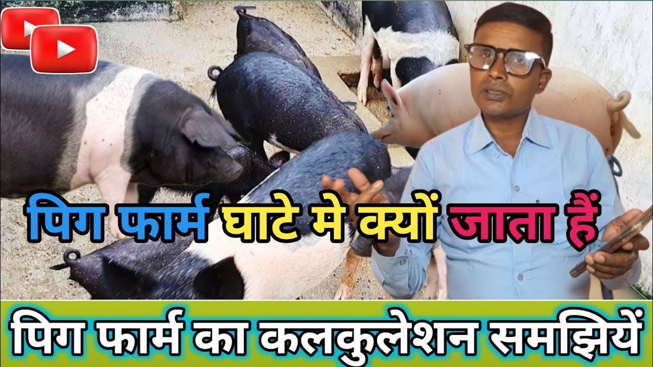 पिग फार्म क्यों बंद होता हैं || पिग फार्म का कलकुलेशन समझियें ||What is the calculation of pig farm