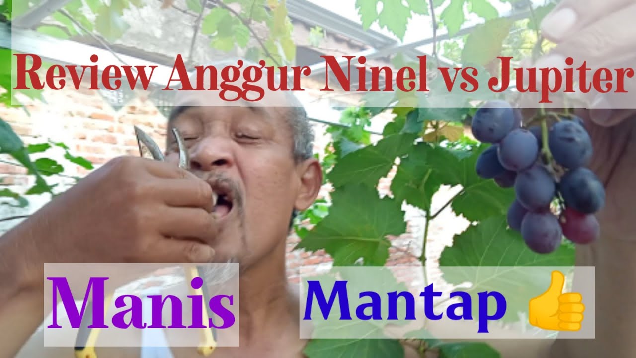 Anggur ninel vs Jupiter