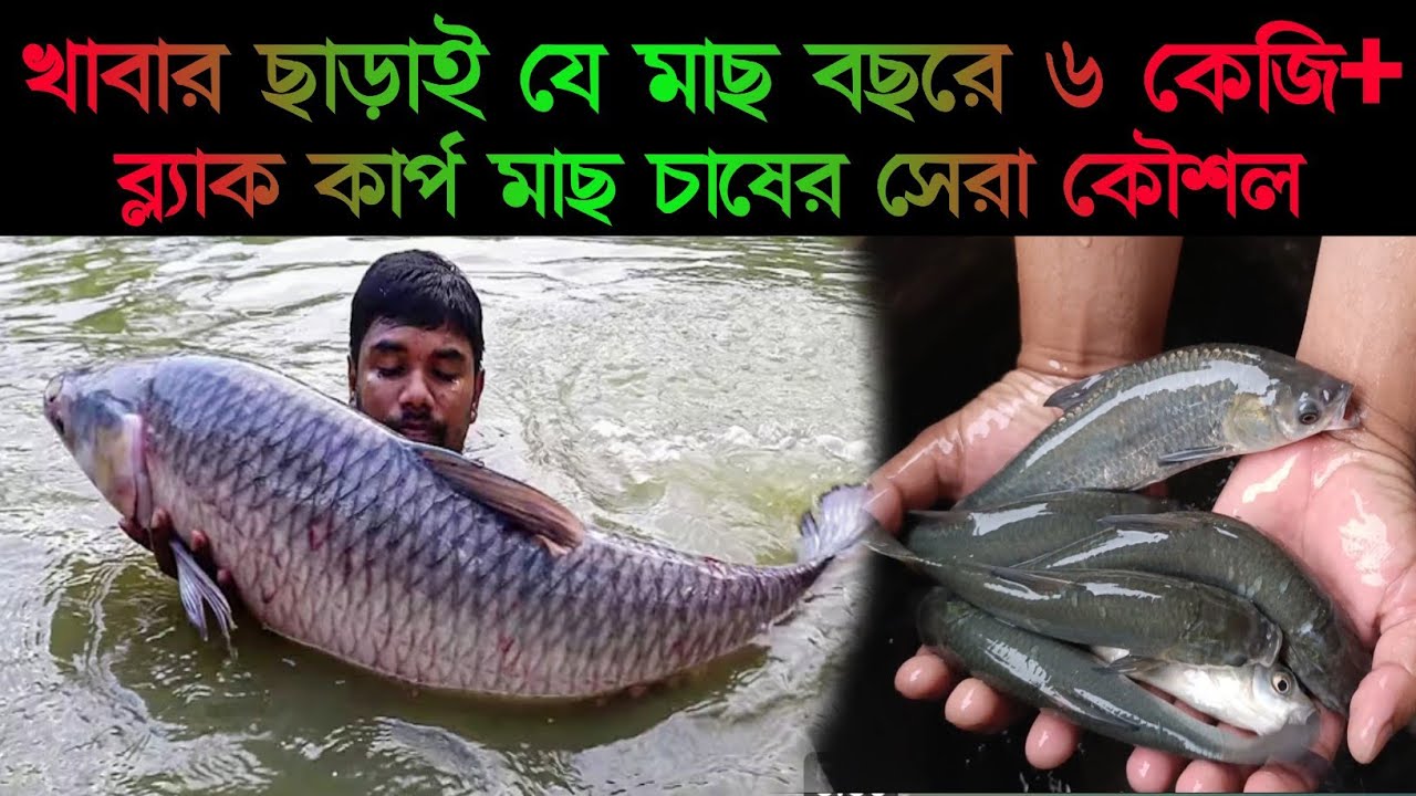 খাবার ছাড়াই যে মাছ বছরে ৬ কেজি+ ব্ল্যাক কার্প মাছ চাষের সেরা কৌশল।black Cup fish 1m.views 