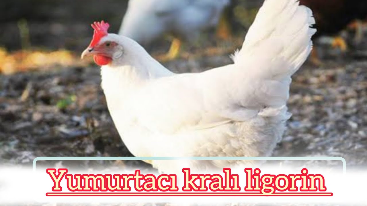 Yumurtacı kralı ligorin (Ligorin Tavuk &Ouml;zellikleri)@Gezercim #gezercim
