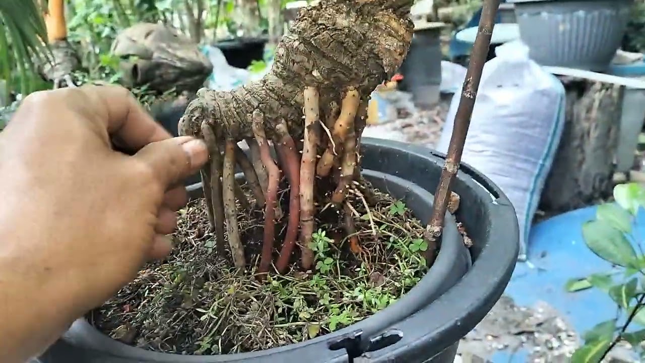 MEREVIEW BONSAI KELAPA MINI