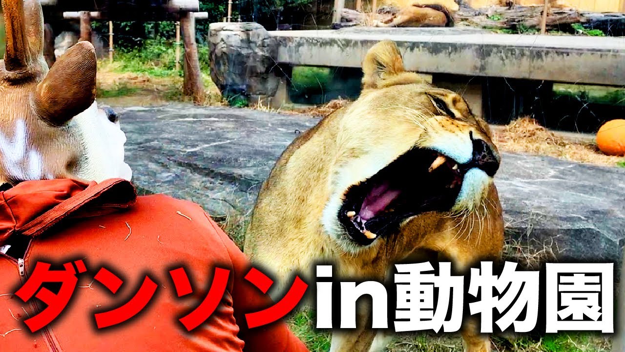 ダンソンで動物園に行ったらライオンに襲われました