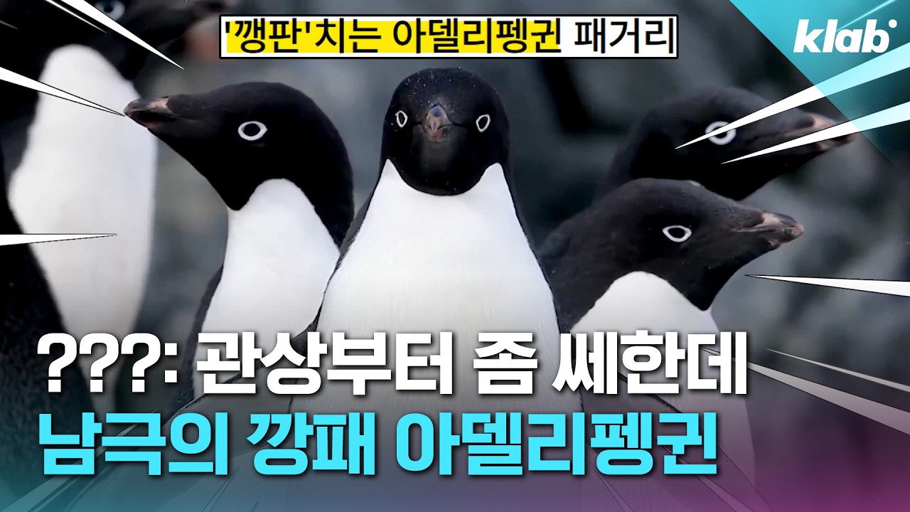 ‘남극의 깡패’라니…아델리펭귄이 억울한 이유｜크랩
