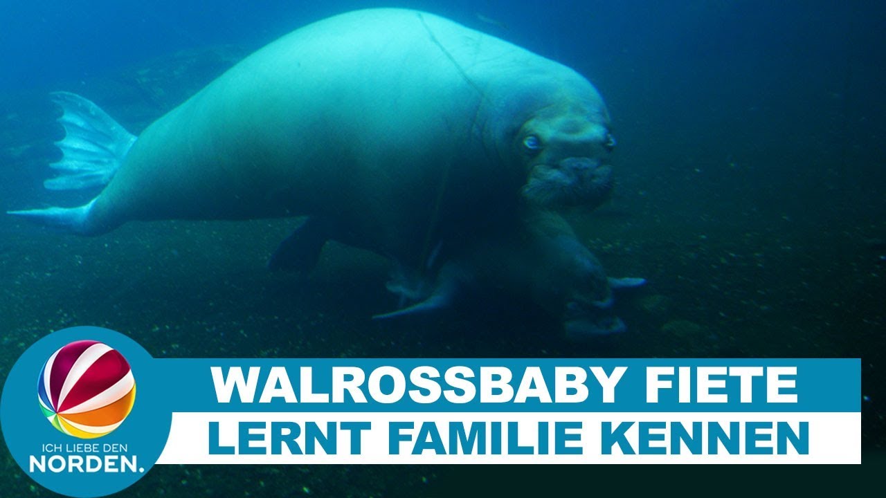 Hagenbeck: Walross-Baby Fiete lernt Familie kennen