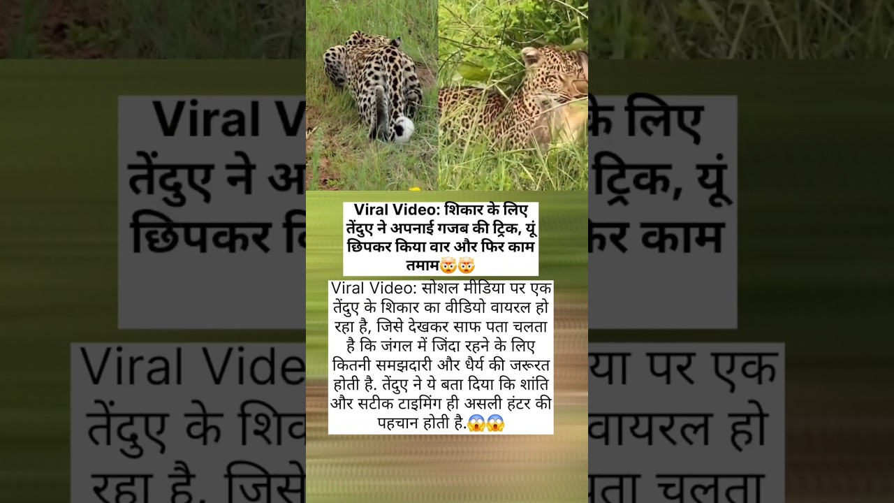 tiger 🐅 shikar pea ha watch full this short // #news #facts #tiger