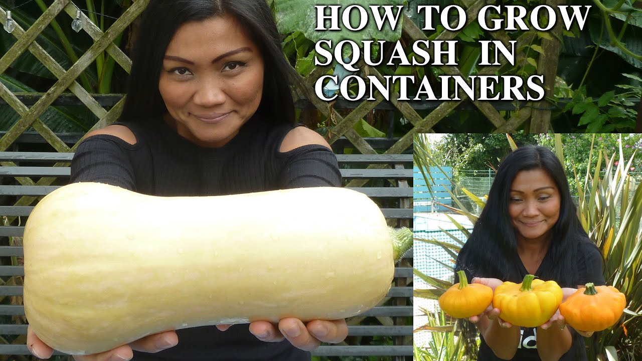 How to Grow Squash in Containers  - How to Grow Squash in Pots  (Container Grown Squash ) Squash UK