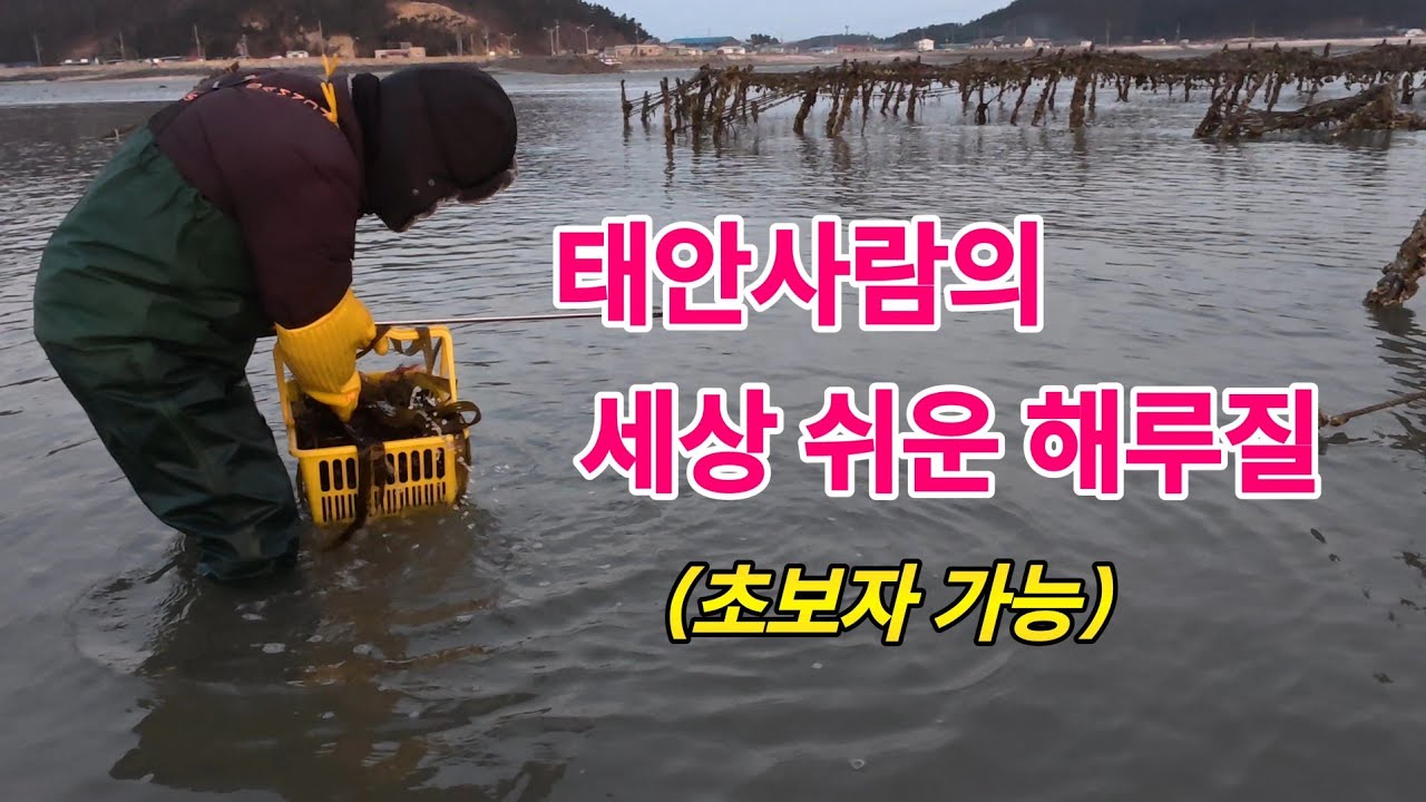태안 통개항 곰피, 미역 해루질 | 태안사람이 알려주는 줍줍이 물때 요령 (초보자용)