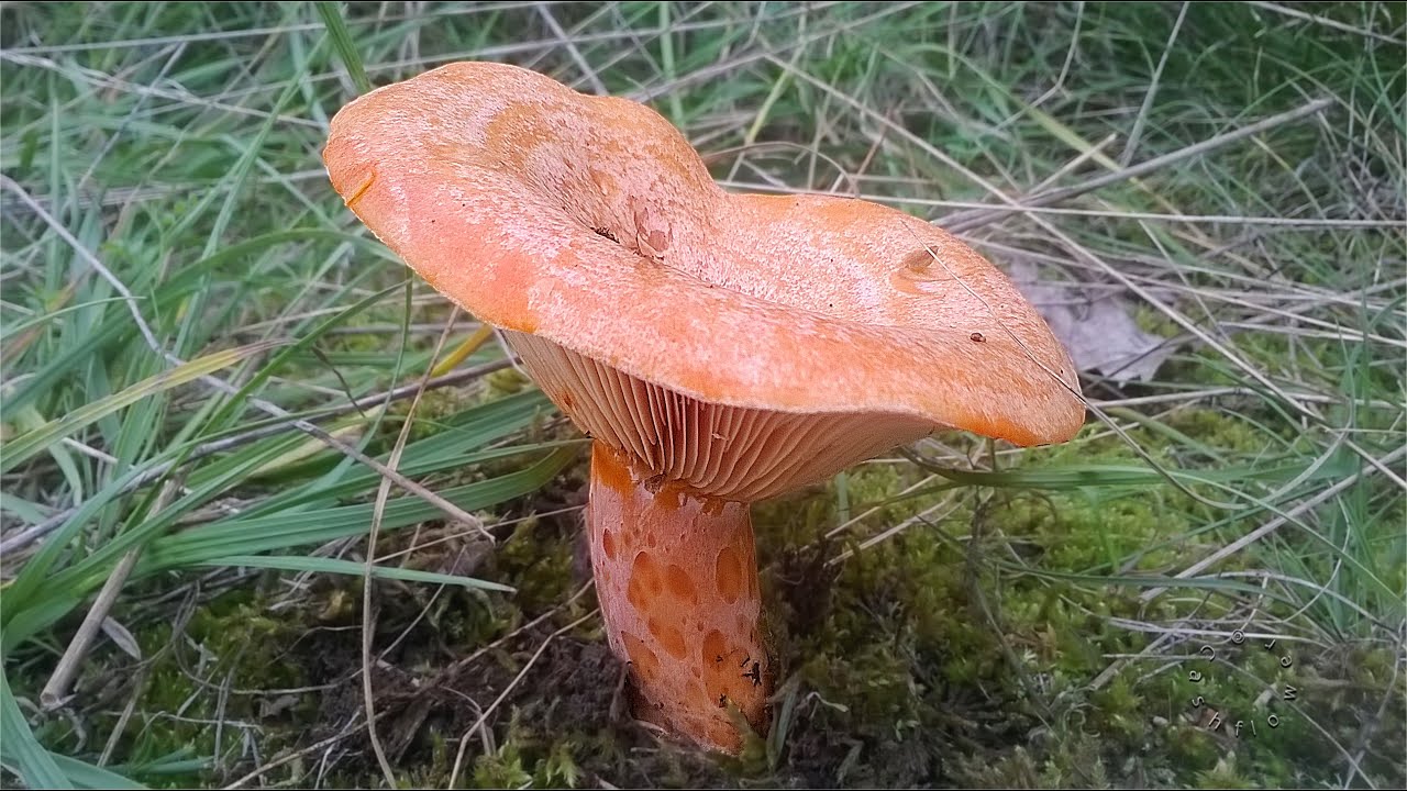 3 delicious Lactarius (Milkcaps) species with orange-red latex