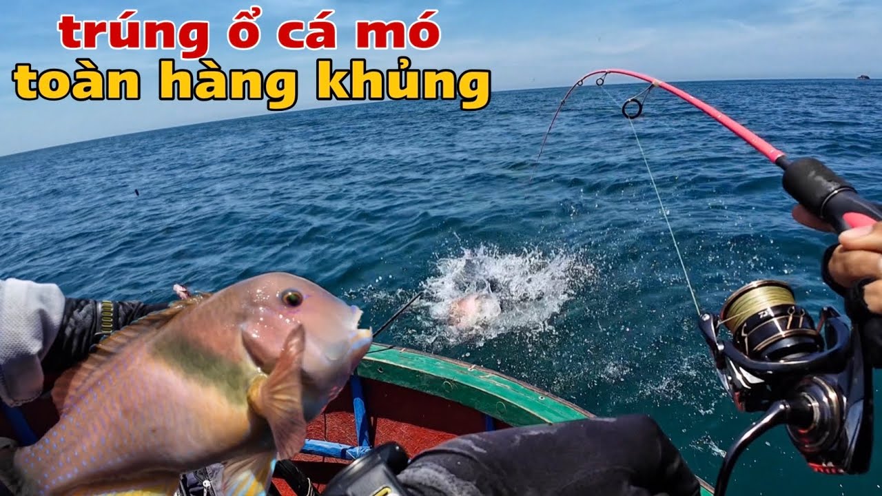câu cá biển bằng mồi tôm đất cực kỳ hiệu quả