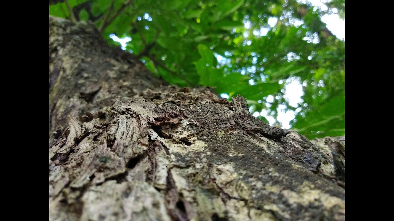 Nature Photography slideshow Vlog
