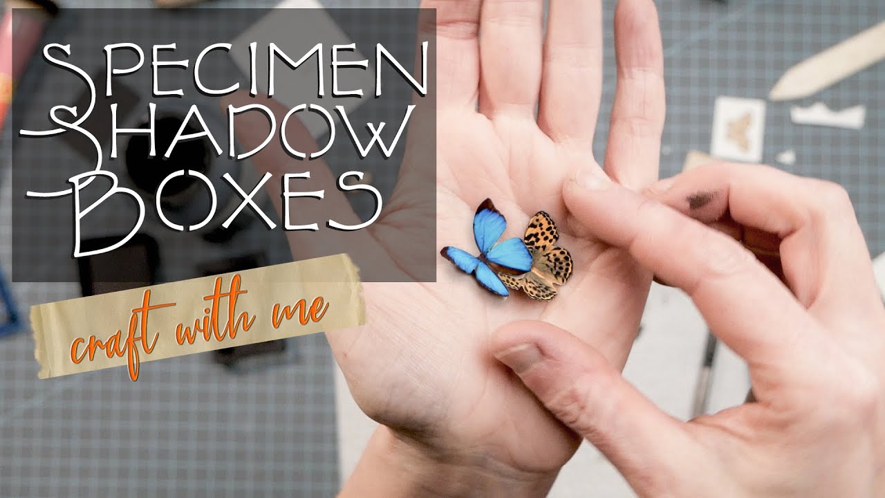 SPECIMEN SHADOW BOXES | CRAFT WITH ME