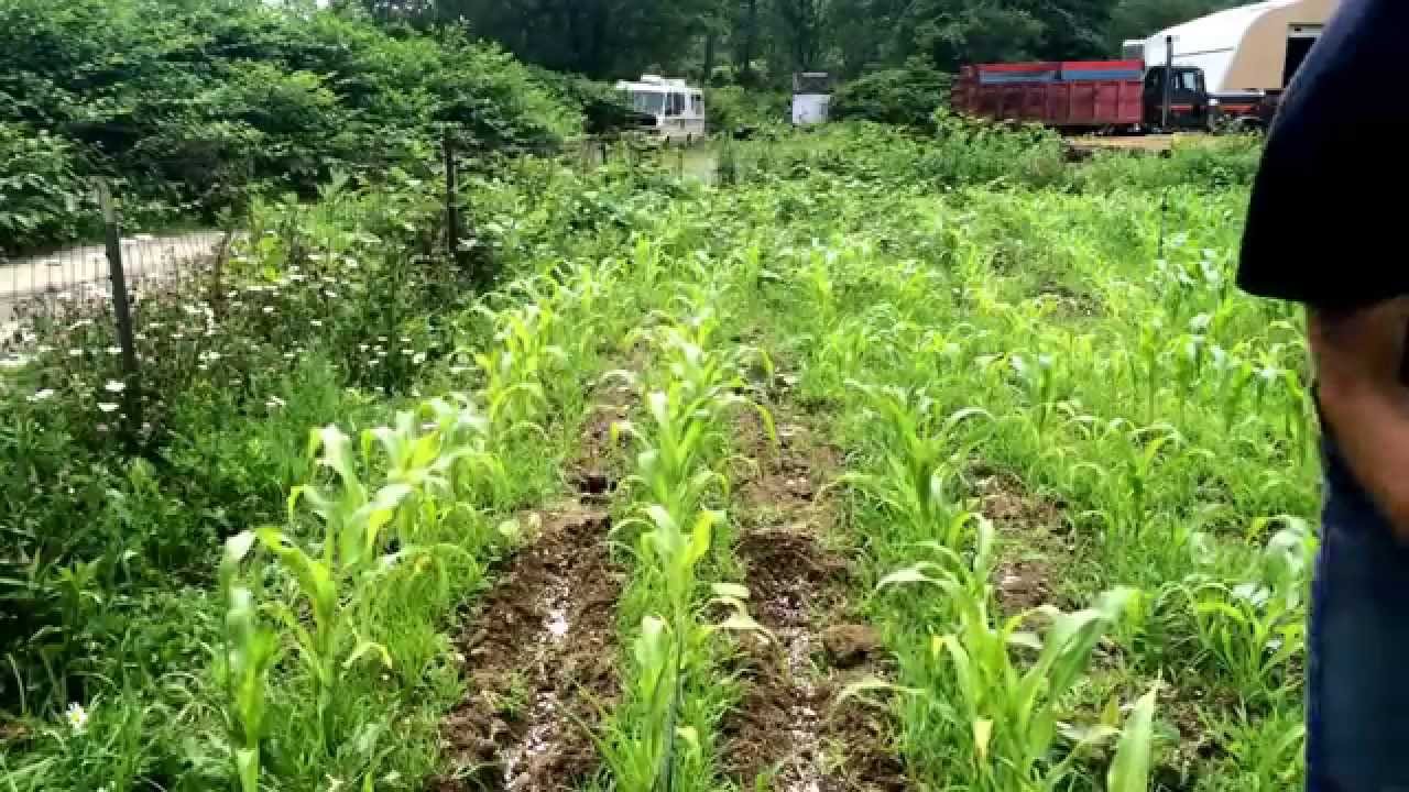 How to fertilize sweet corn. June 26, 2015. Side dressing with urea