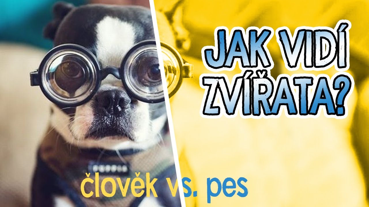 POHLED OČIMA ZVÍŘAT | TOP 5 Jako vidí svět zvířata
