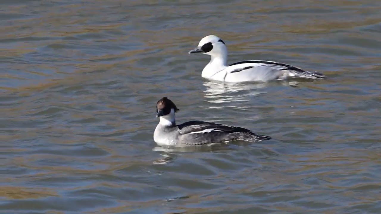 Smew ( 흰비오리 )