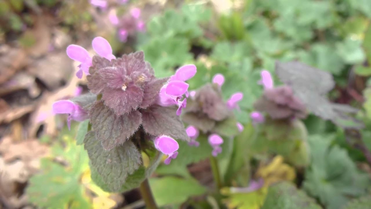 Red dead-nettle  - Lamium purpureum  - Akurtv&iacute;t&ouml;nn - Villijurt