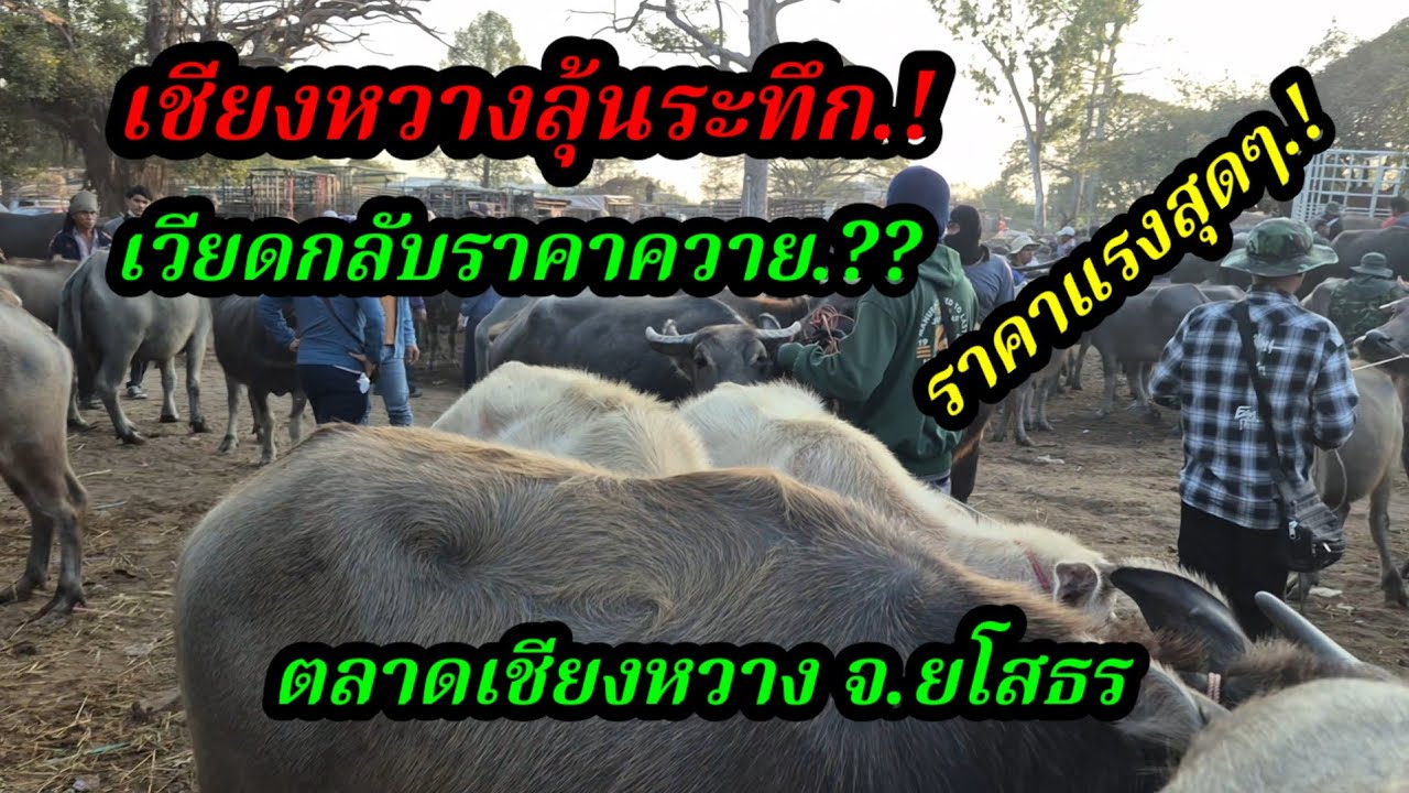 ราคาควายวันนี้ เปิดราคาควายล่าสุดวันนี้ สำรวจราคาควายตลาดนัด#เปิดราคาควายงาม#ซื้อขายควายงามน่าเลี้ยง