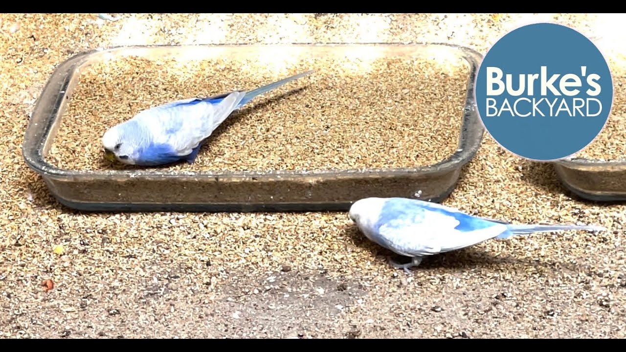 Best Seed for Budgies, halving the cost of bird seed.