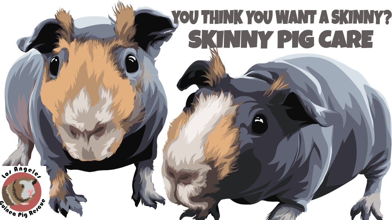 Skinny Pigs What You  Really Need to Know Before Buying Skinnies