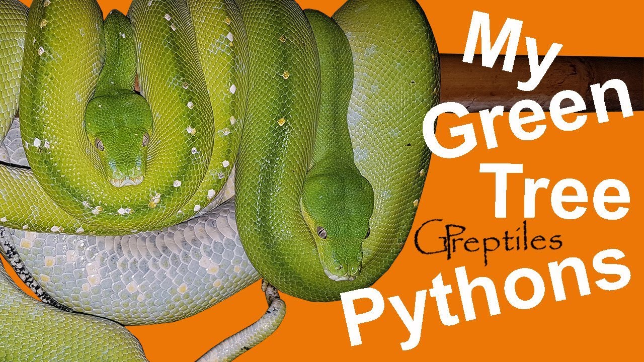 My Green Tree Pythons, Morelia Viridis!