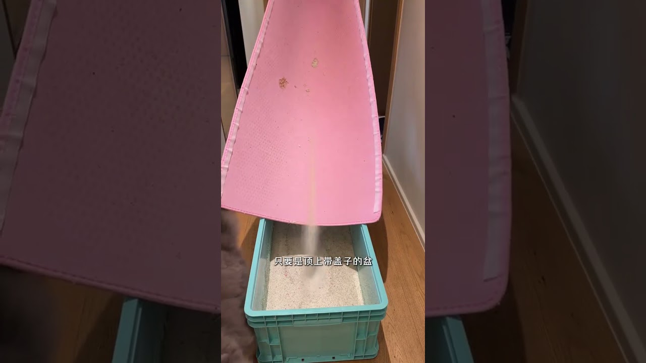 Deep cleaning of the cat room for daily home cleaning
