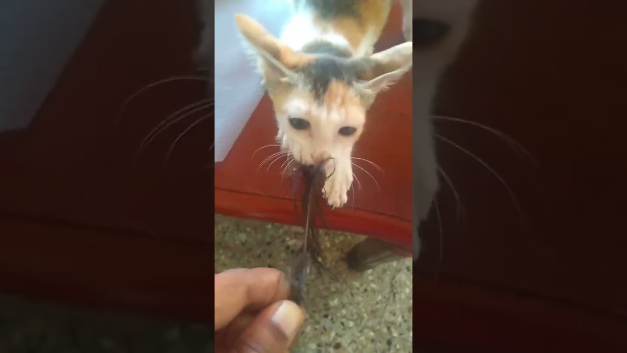 Life with cats in Chennai. 😀 2018 