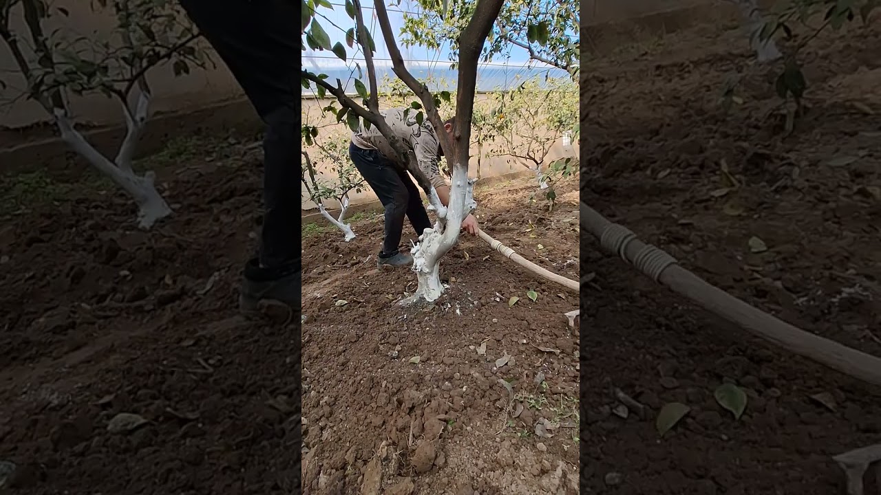 limon soch tomiriga dori berish jarayoni