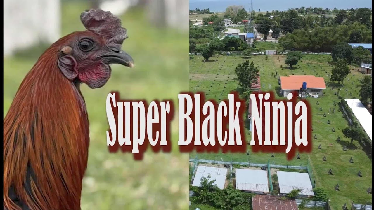 EP659: Super Black Ninja ni Doc  Rony Gonzales
