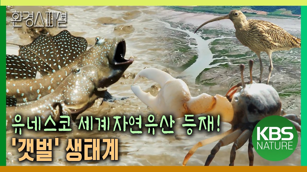 육지와 바다, 그리고 시간이 만들어낸 자연의 걸작 &lsquo;갯벌&rsquo; [2021-2022 UHD환경스페셜 25편 유네스코 세계자연유산 등재 기획 &lsquo;갯벌&rsquo;] / KBS 20210930 방송