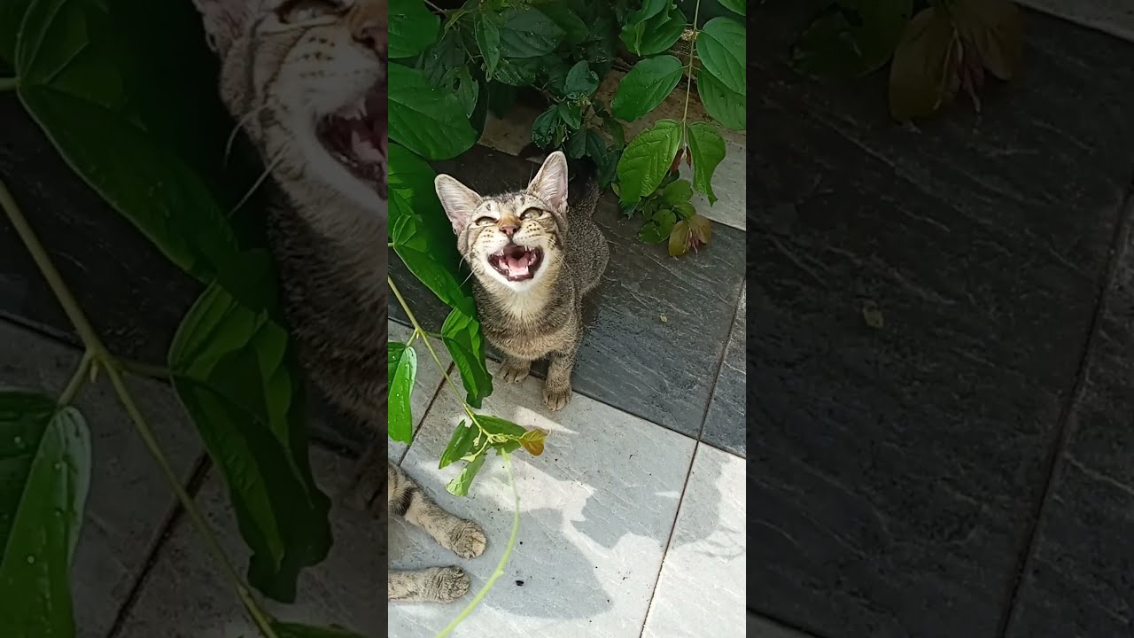 Time Machine Cats !!!! Longest Daily Cats Story , SHORTS