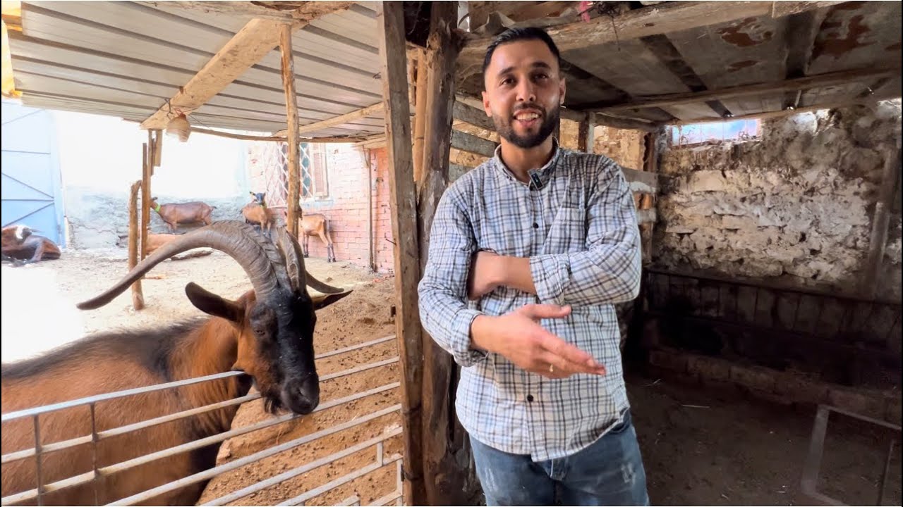 ♥️للبيع عشرة معزات من سلالة الألبين الأصلي وفحلها في مدينة طنجة عند أحمد شوعة تعاونية اجبان معزتي