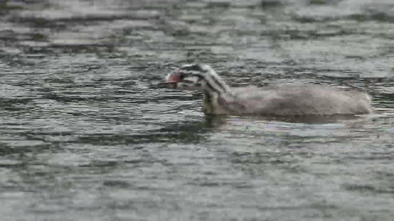 Grebe chick in the rain