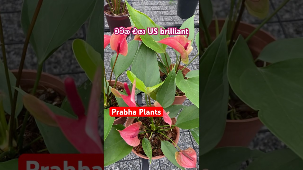 US Brilliant #anthurium #anthuriumplant #plants #gardening #flowers