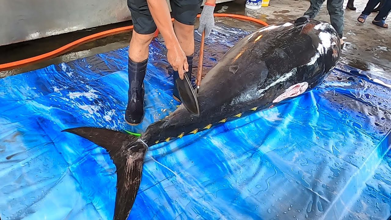 Incre&iacute;bles habilidades para cortar at&uacute;n rojo Monster de 300 kg