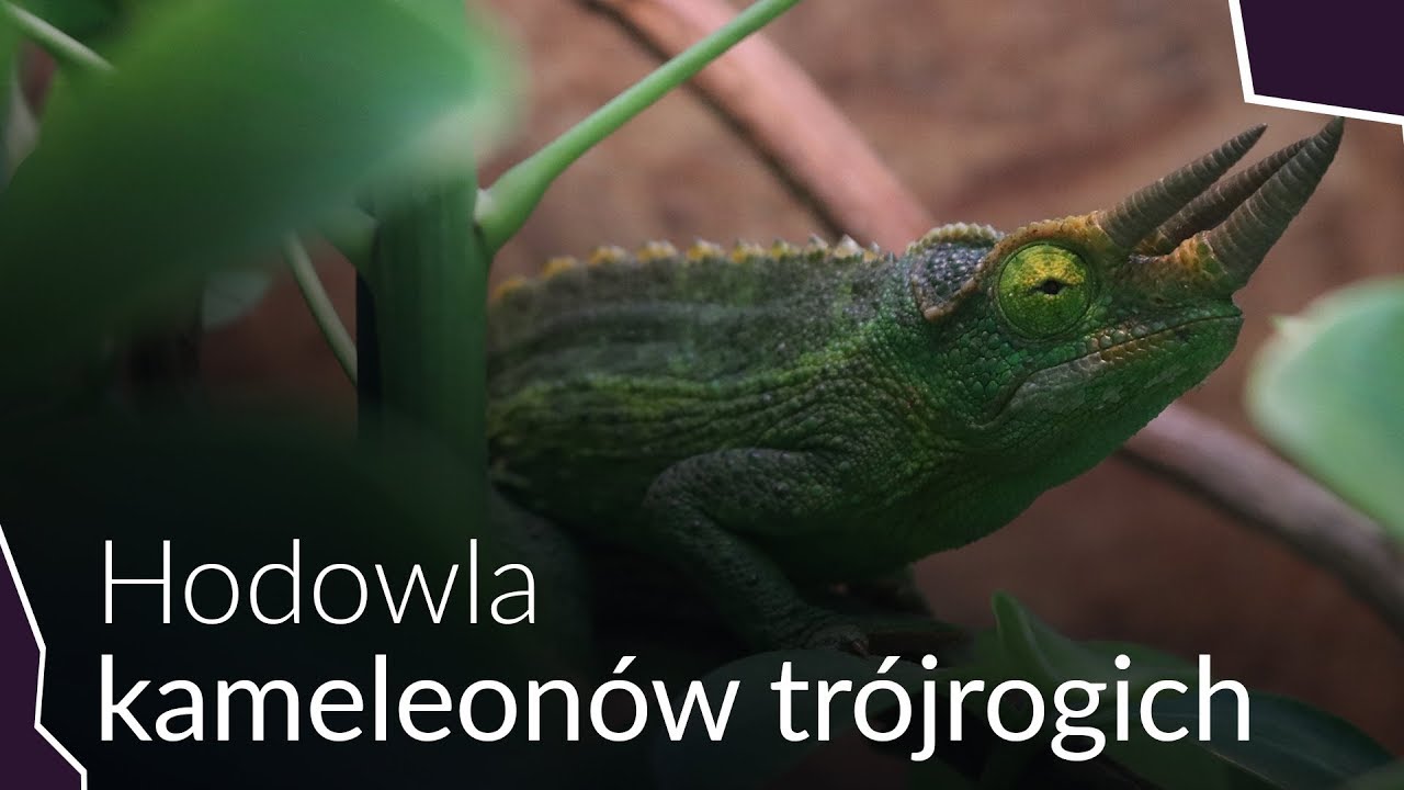 HODOWLA KAMELEON&Oacute;W JACKSONA