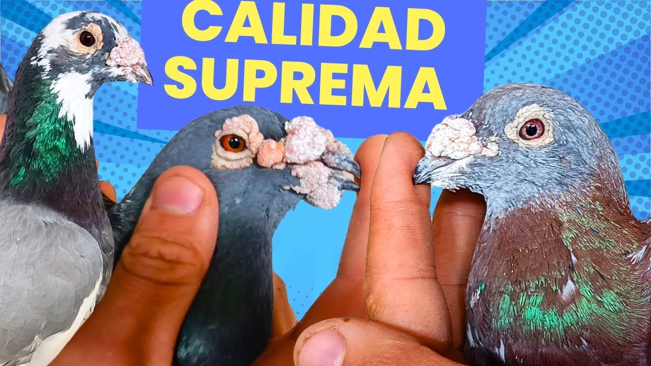 PALOMAS MENSAJERAS, REPRODUCTORAS  ANTIGUAS 👌👌 J.C.S P2