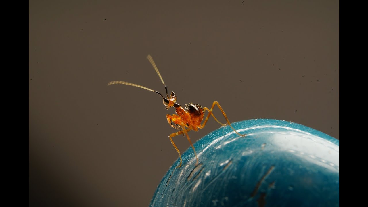 Creobroter gemmatus 1 стадии