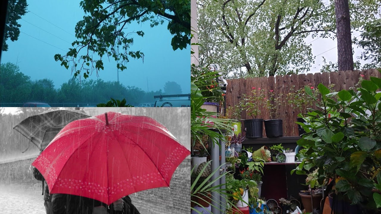 Como Protejo mis Plantas d Lluvia Intensa?Como Evito Pudricion!#jardineria