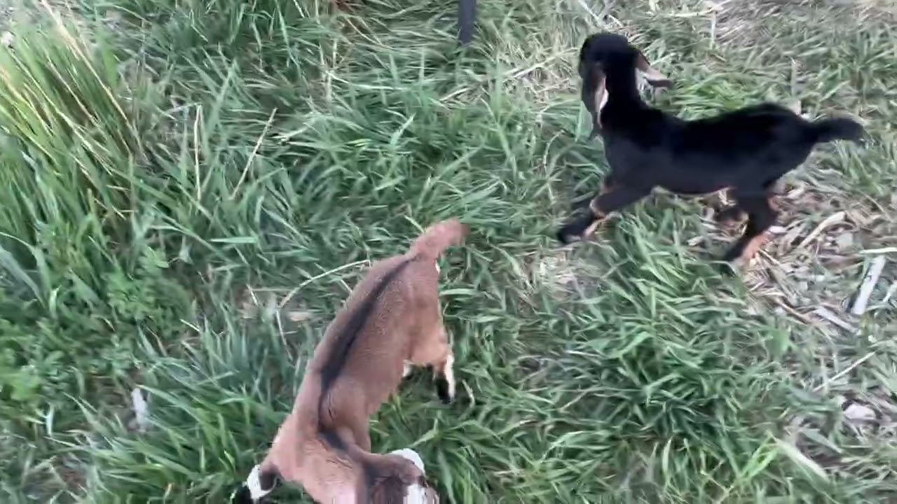 Tiny #baby #goats outside playing 