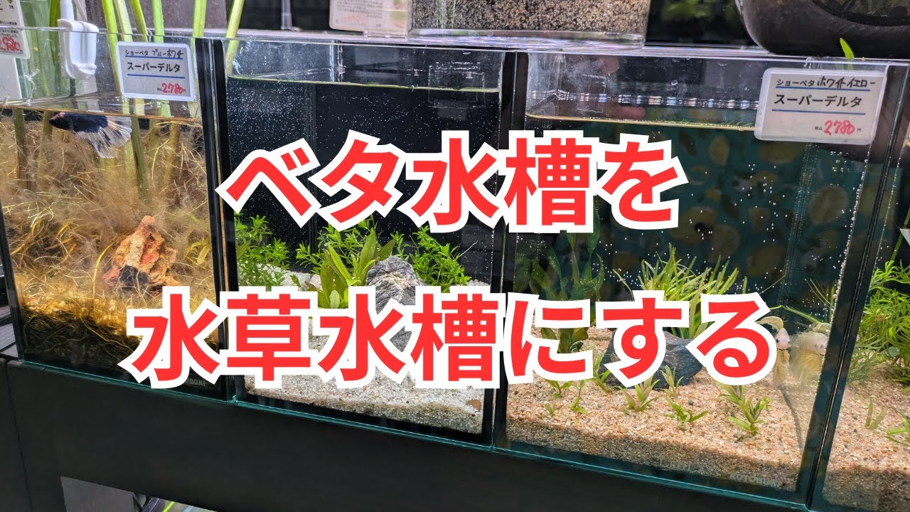 ベタ水槽を水草水槽にする方法を解説します！